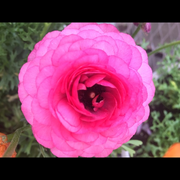 Meet your Posher, Debbie - Picture 2 of 2